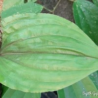 Crepidium versicolor (Lindl.) Sushil K.Singh, Agrawala & Jalal